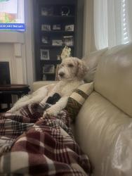 Lost Male Dog last seen Got out today, Aurora, CO 80013