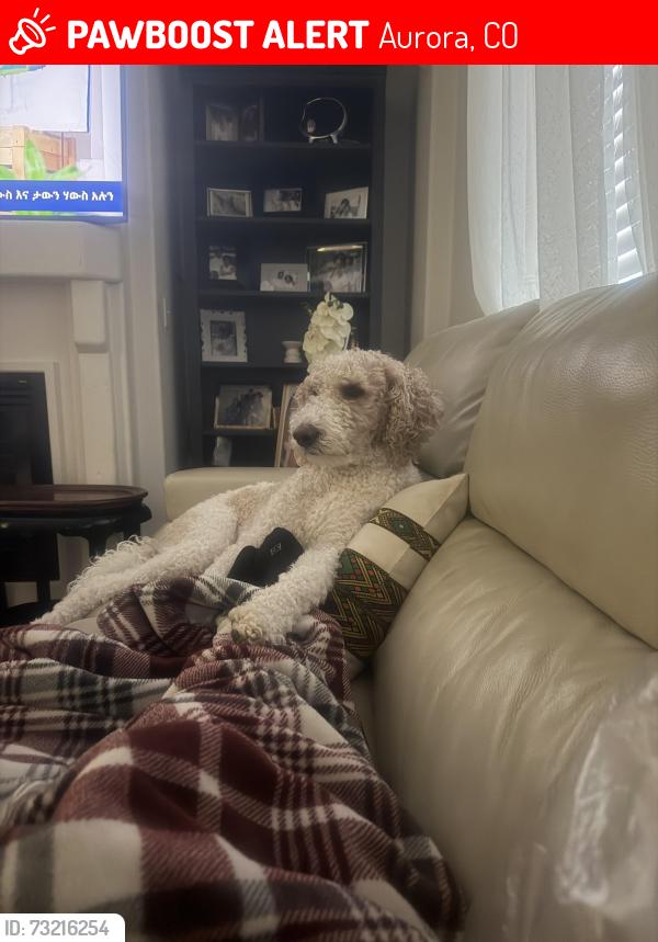 Lost Male Dog last seen Got out today, Aurora, CO 80013