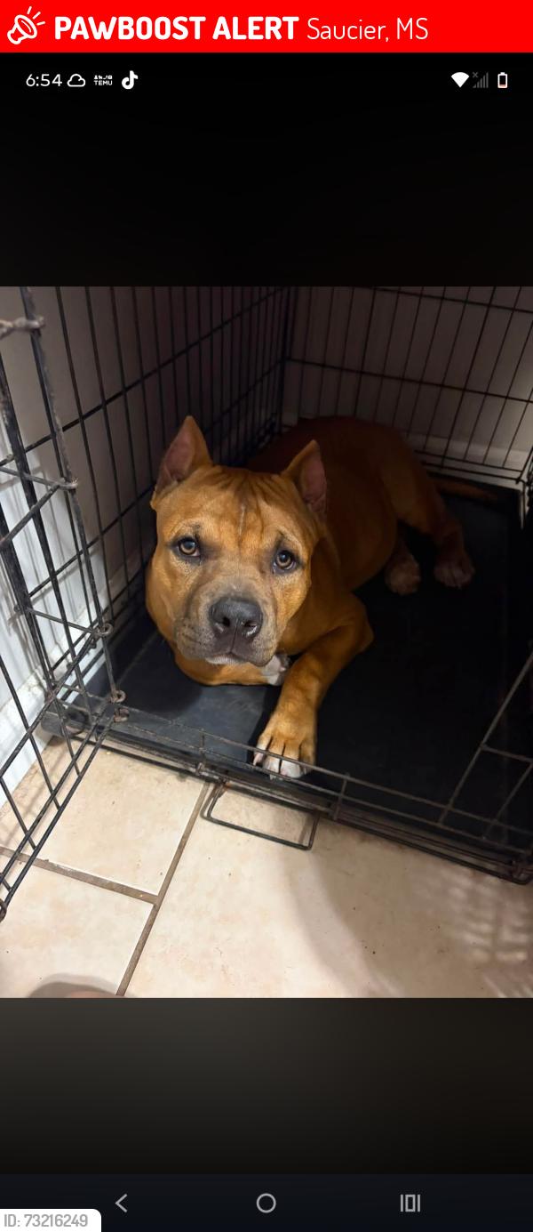 Lost Male Dog last seen Hwy 67&Boweeville Rd Saucier Ms, Saucier, MS 39574