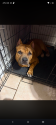 Lost Male Dog last seen Hwy 67&Boweeville Rd Saucier Ms, Saucier, MS 39574