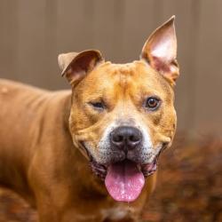 Shelter Stray Male Dog last seen , 5287 Covington Hwy, Decatur, GA 30035, USA