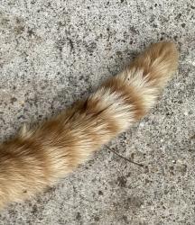 Found/Stray Unknown Cat last seen The Club Homewood, Birmingham, AL 35209