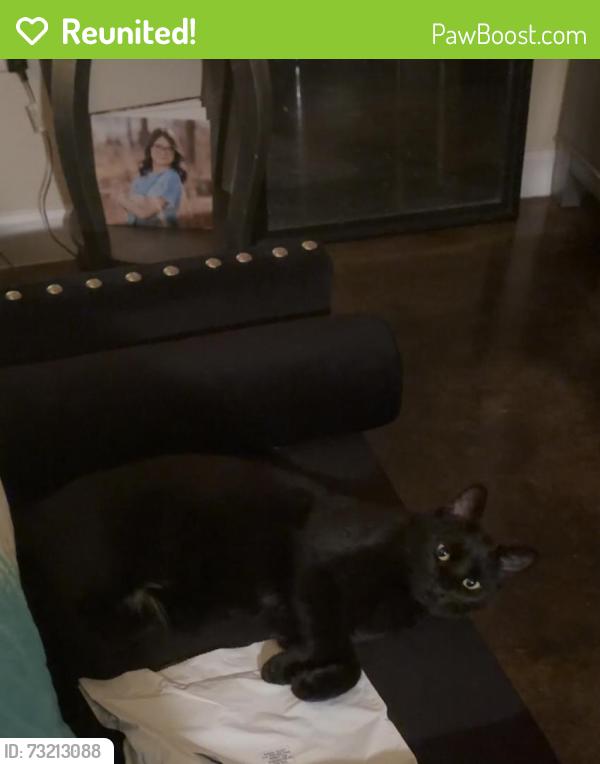 Reunited Male Cat last seen Oaktree Manor Circle, Jonesboro, AR 72401