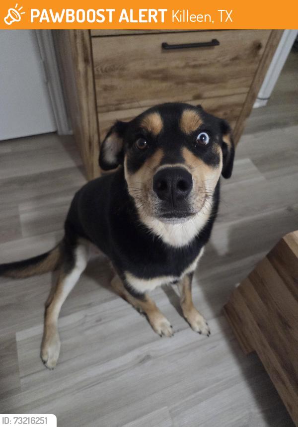 Found/Stray Female Dog last seen Some girl brought her here, Killeen, TX 76541