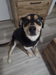 Found/Stray Female Dog last seen Some girl brought her here, Killeen, TX 76541
