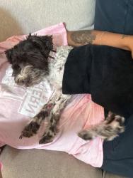 Reunited Female Dog last seen Swenson ranch and grosenbacher, San Antonio, TX 78245