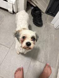 Found/Stray Female Dog last seen Taylor ave seward, The Bronx, NY 10473