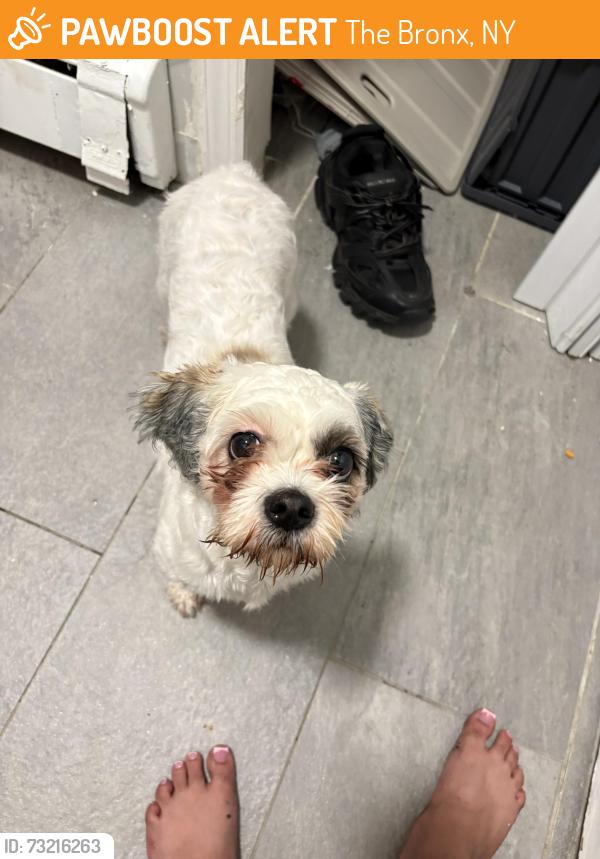 Found/Stray Female Dog last seen Taylor ave seward, The Bronx, NY 10473