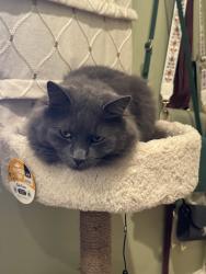 Lost Male Cat last seen Pv Dr. N and Rolling Hills Road, Rolling Hills, CA 90274