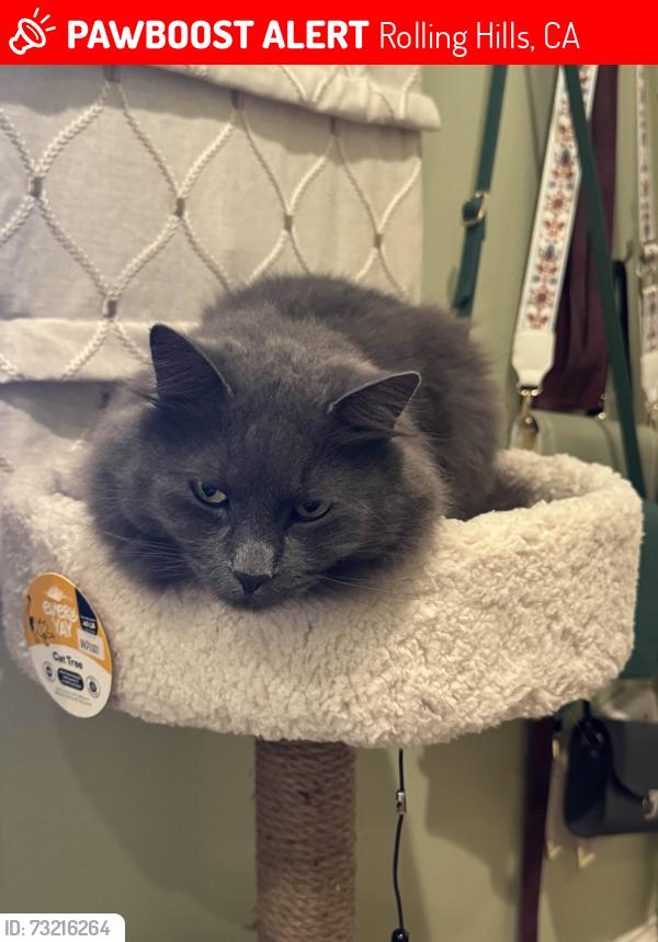 Lost Male Cat last seen Pv Dr. N and Rolling Hills Road, Rolling Hills, CA 90274