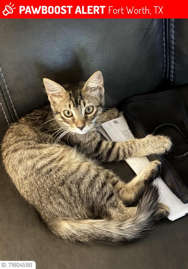 Lost Female Cat last seen Tippy terrace & Cliffside dr, Fort Worth, TX 76133