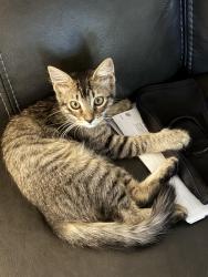 Lost Female Cat last seen Tippy terrace & Cliffside dr, Fort Worth, TX 76133