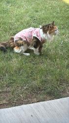 Reunited Unknown Cat last seen Emerald vista, Wylie, TX 75098