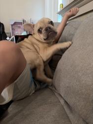 Lost Male Dog last seen McKinley pl and 4th ave Kennewick Wa, Kennewick, WA 99336