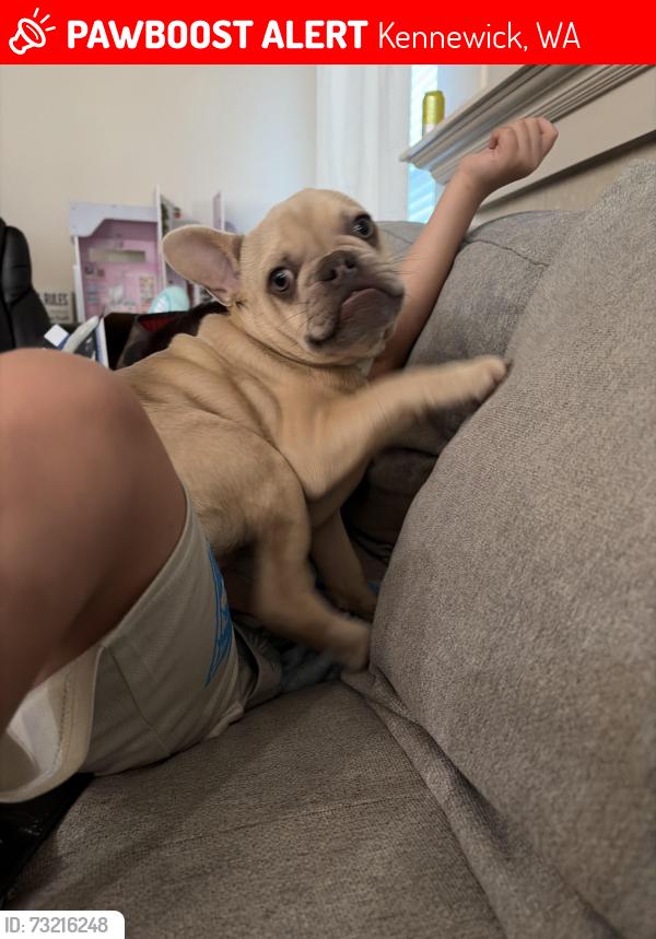 Lost Male Dog last seen McKinley pl and 4th ave Kennewick Wa, Kennewick, WA 99336