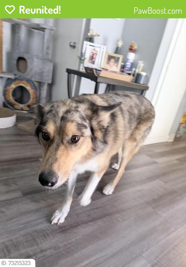 Reunited Male Dog last seen 1st Street, San Jose, CA 95125