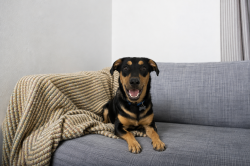 Found/Stray Male Dog last seen Wolf road, Orland Park, IL 60462