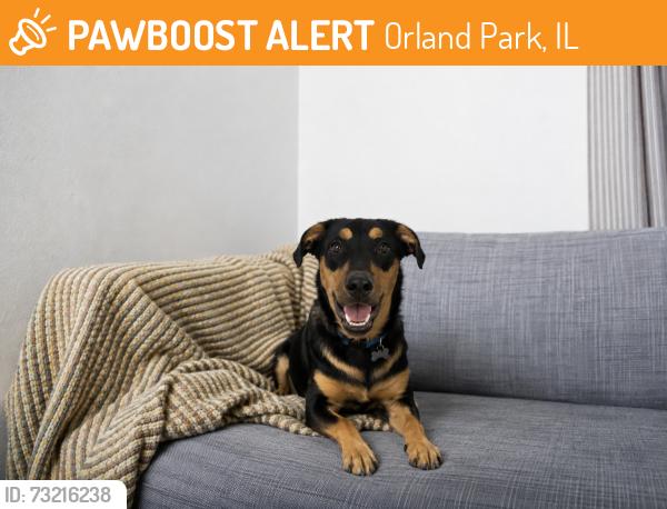 Found/Stray Male Dog last seen Wolf road, Orland Park, IL 60462