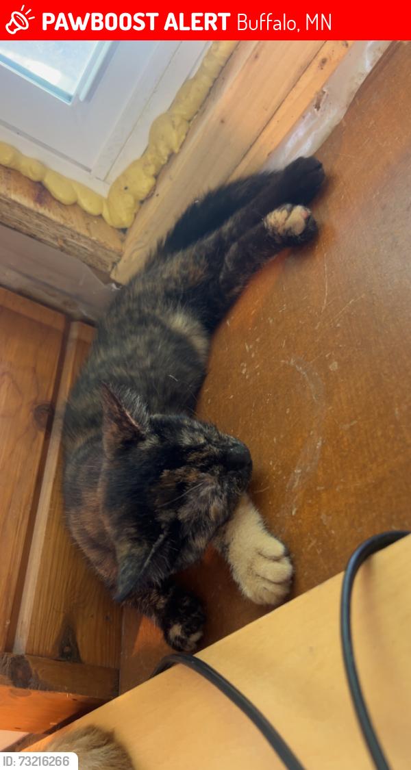 Lost Female Cat last seen Cross street - MN HWY 55, Buffalo, MN 55313