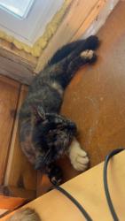 Lost Female Cat last seen Cross street - MN HWY 55, Buffalo, MN 55313
