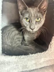 Reunited Male Cat last seen Royal drive and nine mile road, Spokane, WA 99208