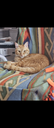 Lost Male Cat last seen 12th and Clinton, Aurora, CO 80010