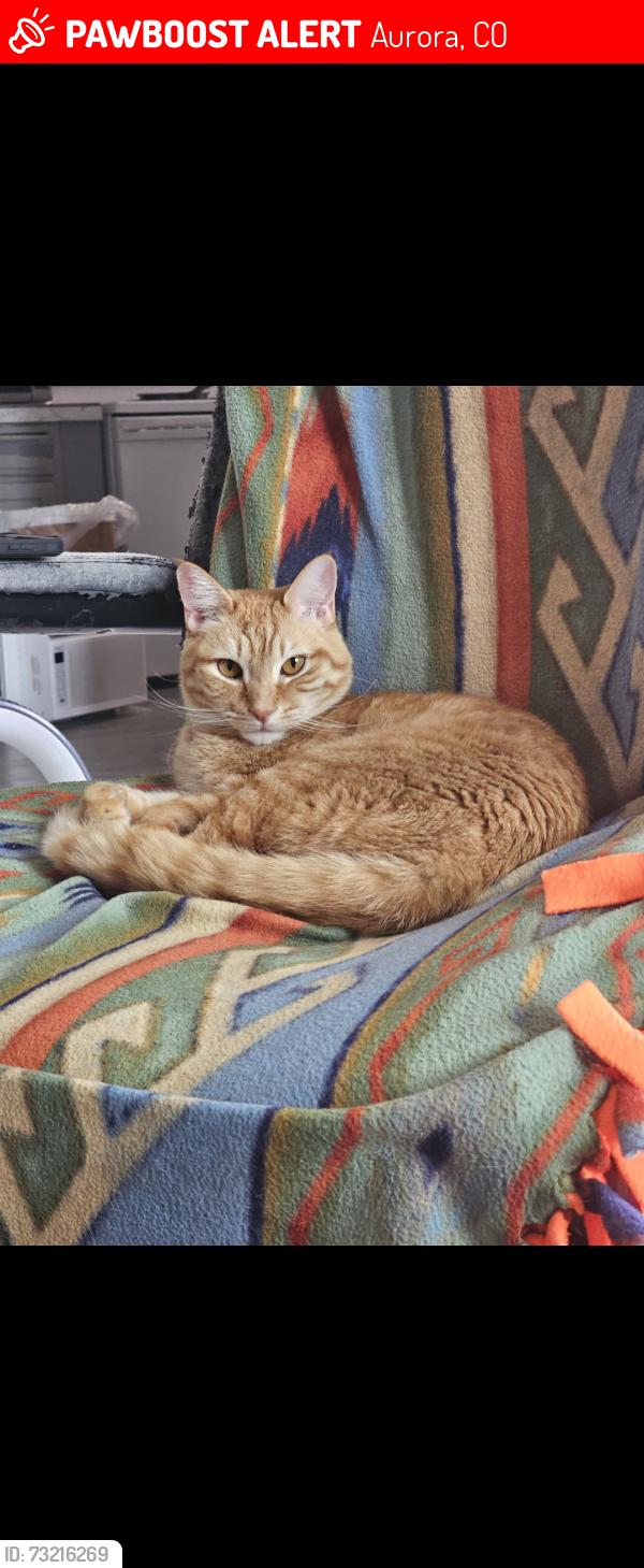 Lost Male Cat last seen 12th and Clinton, Aurora, CO 80010