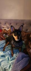 Lost Female Dog last seen Lexington street, High Point, NC 27262