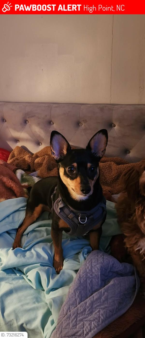 Lost Female Dog last seen Lexington street, High Point, NC 27262