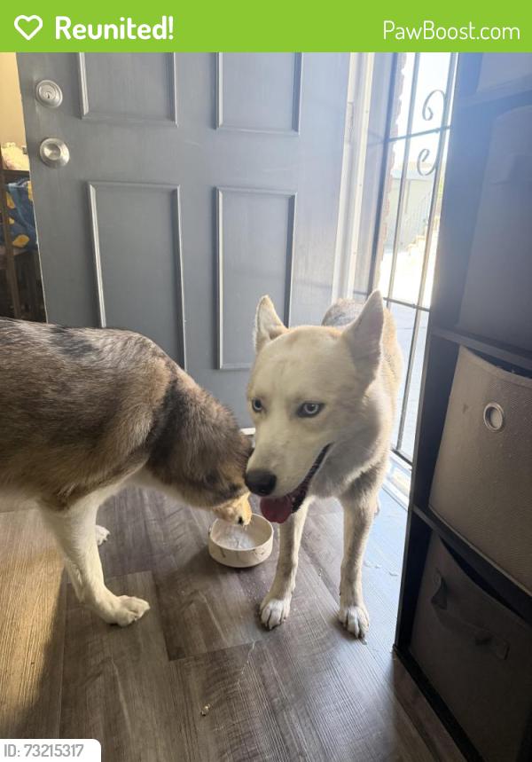 Reunited Female Dog last seen 1st Street, San Jose, CA 95125