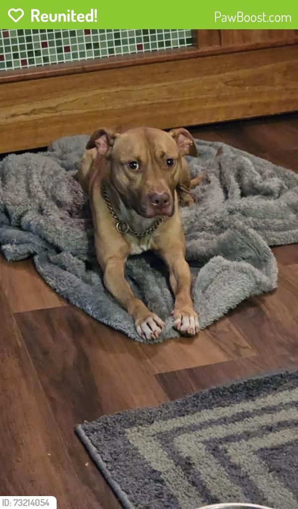 Reunited Male Dog last seen Wild Orchid trail and Victory Church road, Raleigh, NC 27613