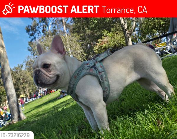 Lost Female Dog last seen 226th st torrance ca90501, Torrance, CA 90501