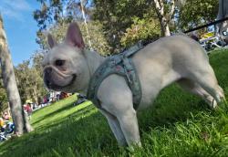 Lost Female Dog last seen 226th st torrance ca90501, Torrance, CA 90501