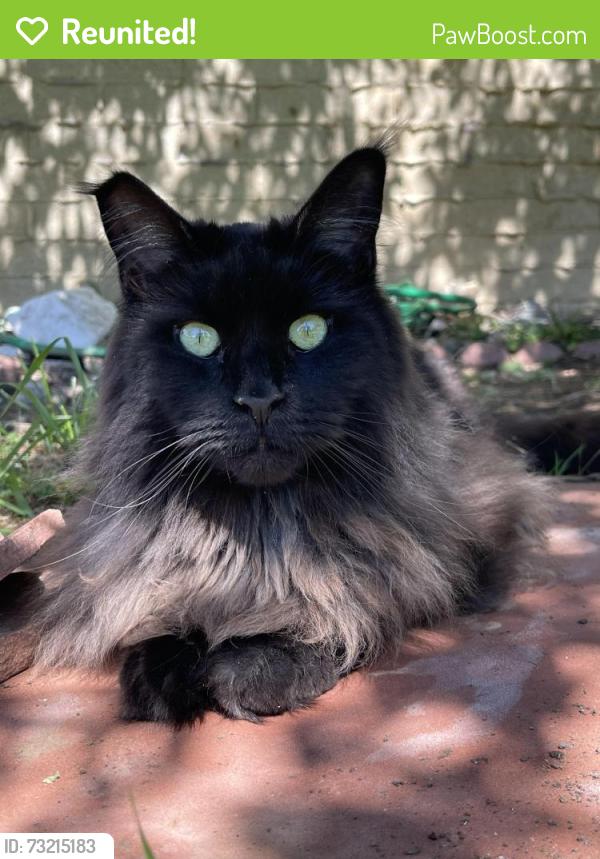 Reunited Female Cat last seen Collingswood Dr, in our backyard, near Arrowhead Dr, Littleton, CO 80130