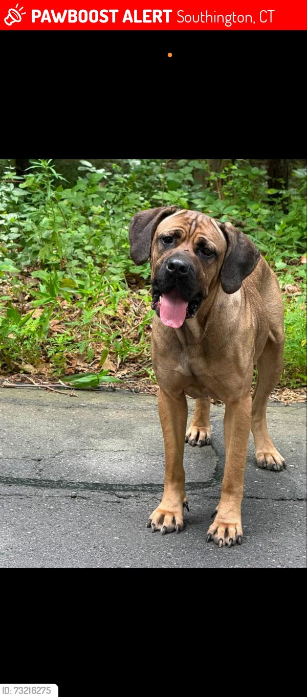 Lost Female Dog last seen Rogers orchard, Southington, CT 06489