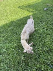 Lost Female Other last seen Bramlet rd, Harrison, TN 37341