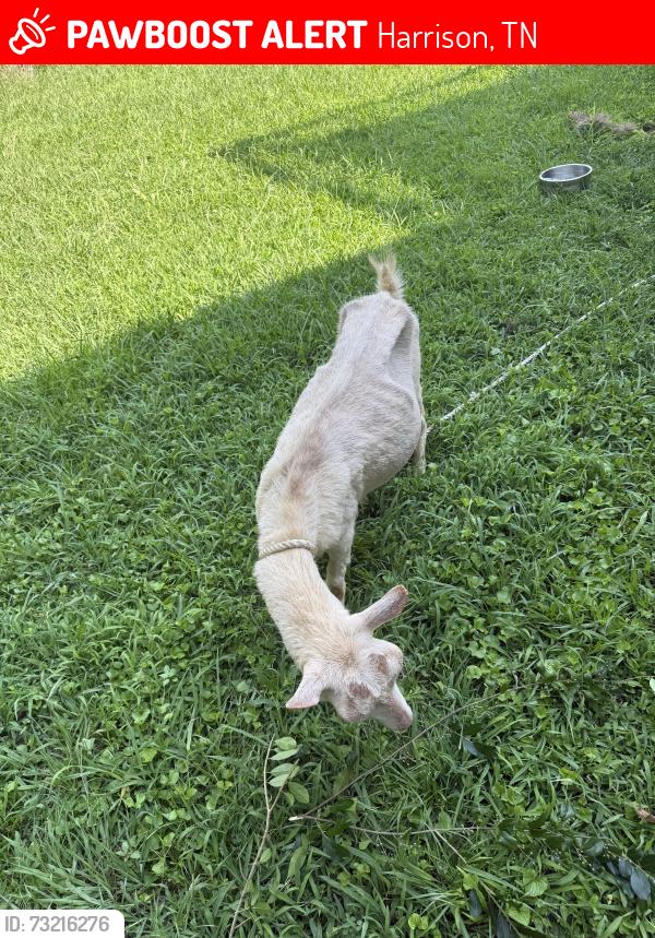 Lost Female Other last seen Bramlet rd, Harrison, TN 37341