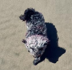 Reunited Female Dog last seen Newport Ave/ San Juan, Tustin, CA 92780