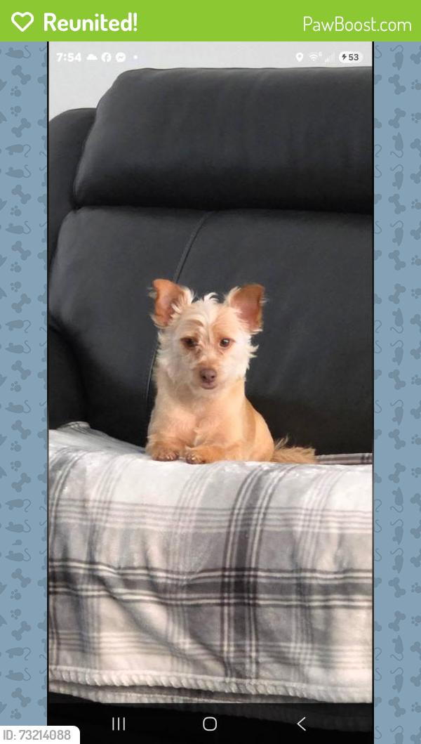 Reunited Female Dog last seen Near kirby ward lane, Hudson, NC 28638