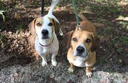Reunited Male Dog last seen Country Club Rd and Evans St., New Bern, NC 28562