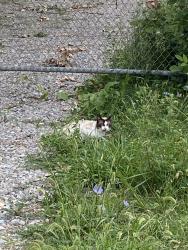 Found/Stray Unknown Cat last seen North river road and old north river tiad, Harrison Township, MI 48045