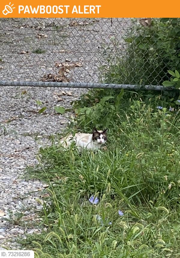 Found/Stray Unknown Cat last seen North river road and old north river tiad, Harrison Township, MI 48045