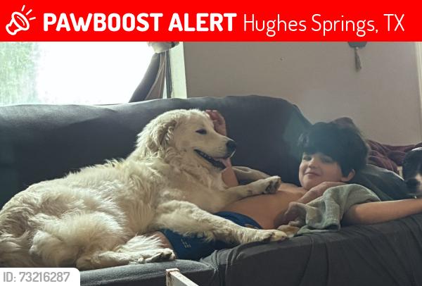 Lost Male Dog last seen Hughes Springs in town, Hughes Springs, TX 75656