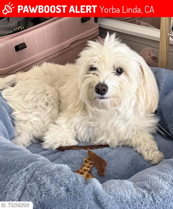 Lost Female Dog last seen Via Lomas De Yorba E, Yorba Linda, CA 92887