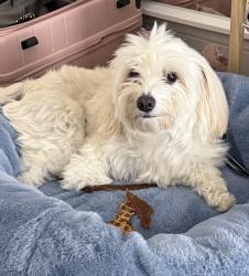 Lost Female Dog last seen Via Lomas De Yorba E, Yorba Linda, CA 92887