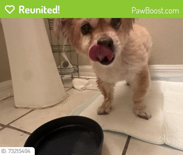 Reunited Male Dog last seen Near Maronda Dr, Riverview, FL 33578, USA, Riverview, FL 33578
