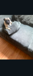 Reunited Male Dog last seen N Madison, London, OH 43140