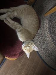 Lost Male Cat last seen Near George st, Sydney, NS B1P 1J6