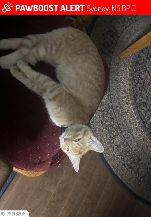 Lost Male Cat last seen Near George st, Sydney, NS B1P 1J6