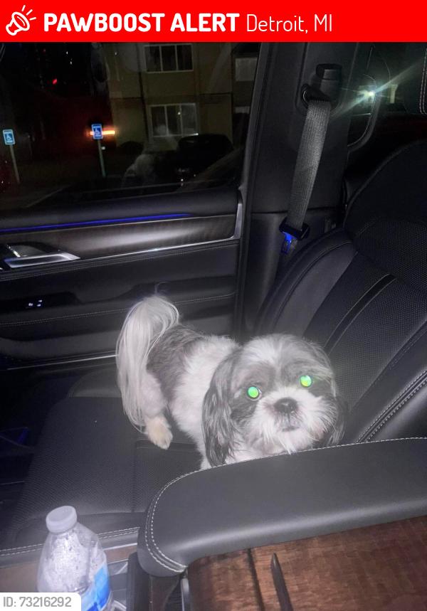 Lost Male Dog last seen Harper Outter Drive, Detroit, MI 48224